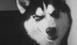 巴哥爆料黑胡子视频下载