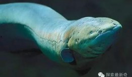 电鳗最新爆料图片,最新爆料图片背后的惊人真相